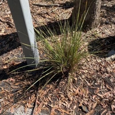 Lomandra multiflora (Many-flowered Matrush) at Bungonia, NSW - 30 Mar 2024 by Tapirlord