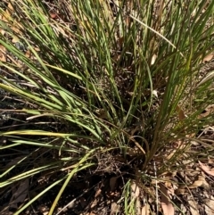 Lomandra multiflora at Bungonia National Park - 30 Mar 2024 11:05 AM