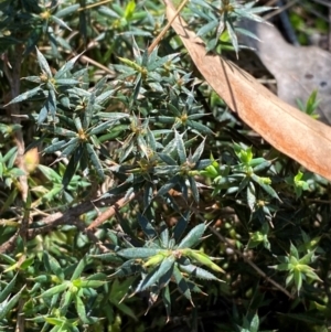 Styphelia humifusum at Bungonia National Park - 30 Mar 2024