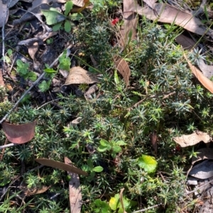 Styphelia humifusum at Bungonia National Park - 30 Mar 2024