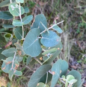 Eucalyptus bridgesiana at Bungonia National Park - 30 Mar 2024 10:58 AM