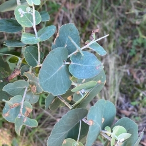 Eucalyptus bridgesiana (Apple Box) at Bungonia National Park by Tapirlord