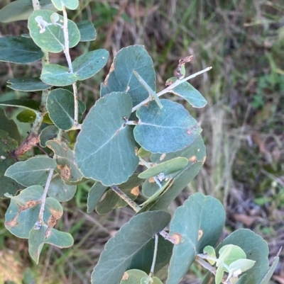 Eucalyptus bridgesiana (Apple Box) at Bungonia National Park - 29 Mar 2024 by Tapirlord