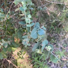 Eucalyptus bridgesiana at Bungonia National Park - 30 Mar 2024 10:58 AM