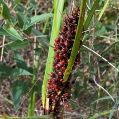 Gahnia aspera (Red-berried Saw-sedge) at Goulburn Mulwaree Council - 30 Mar 2024 by Tapirlord