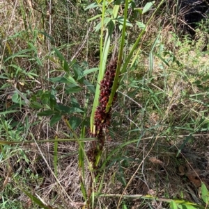 Gahnia aspera at Bungonia National Park - 30 Mar 2024