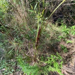 Gahnia aspera at Bungonia National Park - 30 Mar 2024