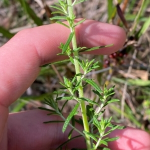 Cassinia aculeata subsp. aculeata at Bungonia National Park - 30 Mar 2024