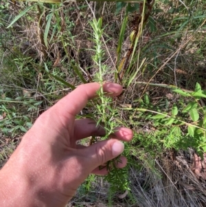 Cassinia aculeata subsp. aculeata at Bungonia National Park - 30 Mar 2024