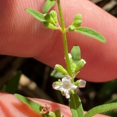 Mentha satureioides (Native Pennyroyal) at Bungonia National Park - 30 Mar 2024 by Tapirlord