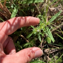 Mentha satureioides at Bungonia National Park - 30 Mar 2024 10:57 AM