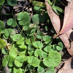 Dichondra repens (Kidney Weed) at Bungonia, NSW - 29 Mar 2024 by Tapirlord