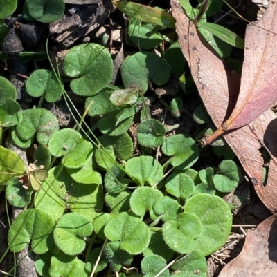 Dichondra repens (Kidney Weed) at Bungonia National Park - 30 Mar 2024 by Tapirlord