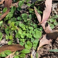 Dichondra repens at Bungonia National Park - 30 Mar 2024