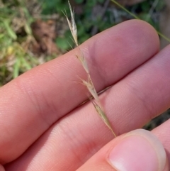 Rytidosperma racemosum var. racemosum (Striped Wallaby Grass) at Bungonia, NSW - 29 Mar 2024 by Tapirlord