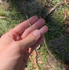 Rytidosperma racemosum var. racemosum at Bungonia National Park - 30 Mar 2024