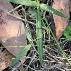 Grona varians (Slender Tick-Trefoil) at Bungonia National Park - 30 Mar 2024 by Tapirlord
