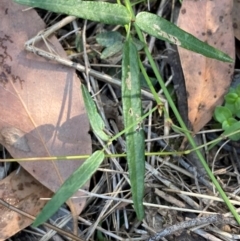 Grona varians (Slender Tick-Trefoil) at Bungonia, NSW - 29 Mar 2024 by Tapirlord