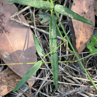 Grona varians (Slender Tick-Trefoil) at Bungonia, NSW - 29 Mar 2024 by Tapirlord