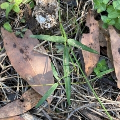 Grona varians at Bungonia National Park - 30 Mar 2024 10:55 AM