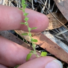 Dysphania pumilio (Small Crumbweed) at Bungonia, NSW - 29 Mar 2024 by Tapirlord