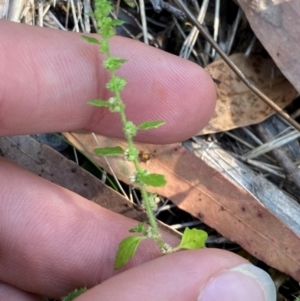 Dysphania pumilio at Bungonia National Park - 30 Mar 2024