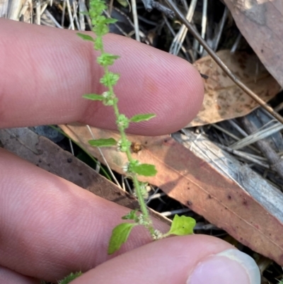 Dysphania pumilio (Small Crumbweed) at Bungonia National Park - 30 Mar 2024 by Tapirlord