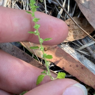 Dysphania pumilio (Small Crumbweed) at Bungonia, NSW - 29 Mar 2024 by Tapirlord