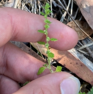 Dysphania pumilio at Bungonia National Park - 30 Mar 2024 10:55 AM