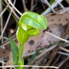 Pterostylis obtusa (Blunt-tongue Greenhood) at Bungonia National Park - 29 Mar 2024 by Tapirlord