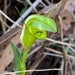 Diplodium obtusum at Bungonia National Park - 30 Mar 2024