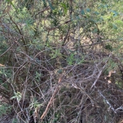 Clematis leptophylla at Bungonia National Park - 30 Mar 2024 10:54 AM