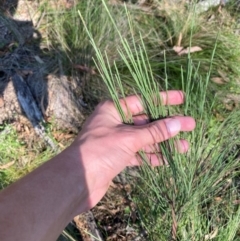 Exocarpos strictus (Dwarf Cherry) at Bungonia, NSW - 29 Mar 2024 by Tapirlord