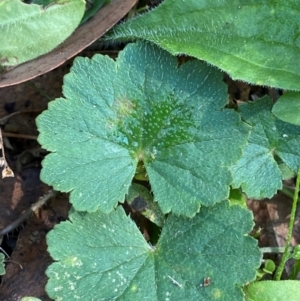 Hydrocotyle laxiflora at Bungonia National Park - 30 Mar 2024 10:49 AM