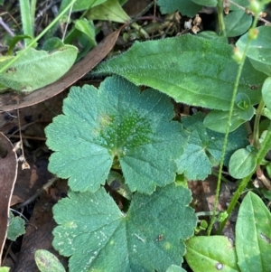 Hydrocotyle laxiflora at Bungonia National Park - 30 Mar 2024 10:49 AM