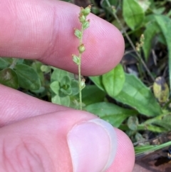 Plantago debilis (Shade Plantain) at Bungonia, NSW - 29 Mar 2024 by Tapirlord