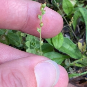 Plantago debilis at Bungonia National Park - 30 Mar 2024