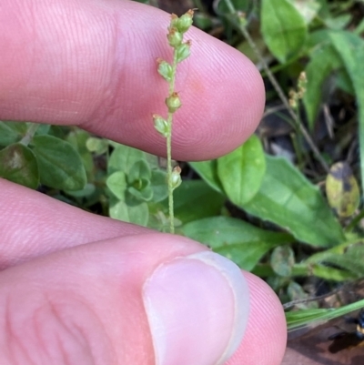 Plantago debilis (Shade Plantain) at Bungonia National Park - 30 Mar 2024 by Tapirlord