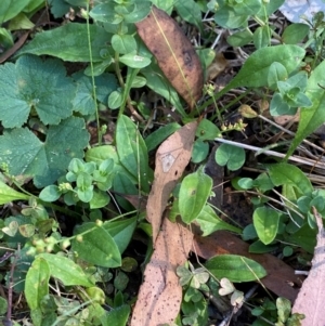 Plantago debilis at Bungonia National Park - 30 Mar 2024