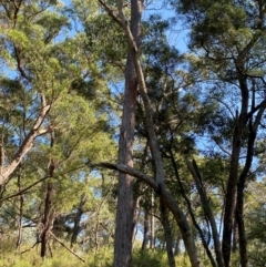 Eucalyptus eugenioides at Bungonia National Park - 30 Mar 2024