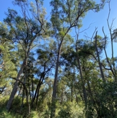 Eucalyptus eugenioides at Bungonia National Park - 30 Mar 2024