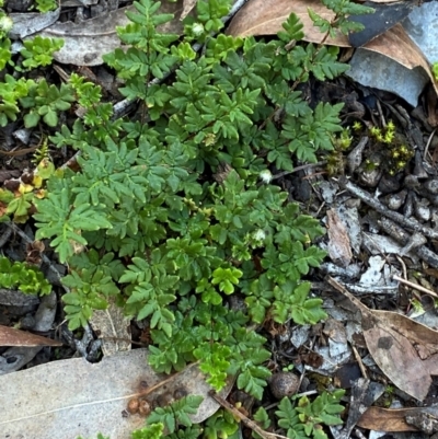 Cheilanthes distans (Bristly Cloak Fern) at Bungonia, NSW - 29 Mar 2024 by Tapirlord