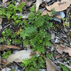 Cheilanthes distans at Bungonia National Park - 30 Mar 2024