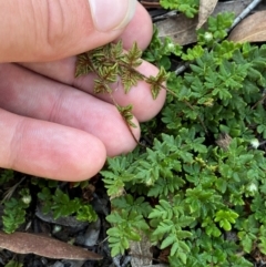 Cheilanthes distans at Bungonia National Park - 30 Mar 2024