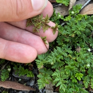 Cheilanthes distans at Bungonia National Park - 30 Mar 2024