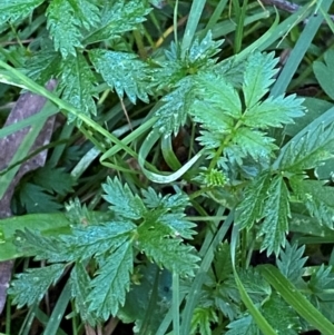 Acaena novae-zelandiae at Bungonia National Park - 30 Mar 2024