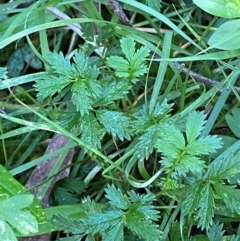 Acaena novae-zelandiae at Bungonia National Park - 30 Mar 2024