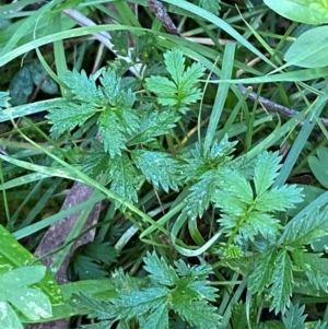 Acaena novae-zelandiae at Bungonia National Park - 30 Mar 2024