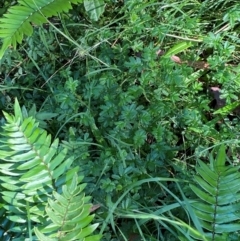 Acaena novae-zelandiae at Bungonia National Park - 30 Mar 2024