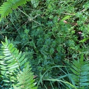 Acaena novae-zelandiae at Bungonia National Park - 30 Mar 2024